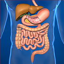 Anatomy of the stomach